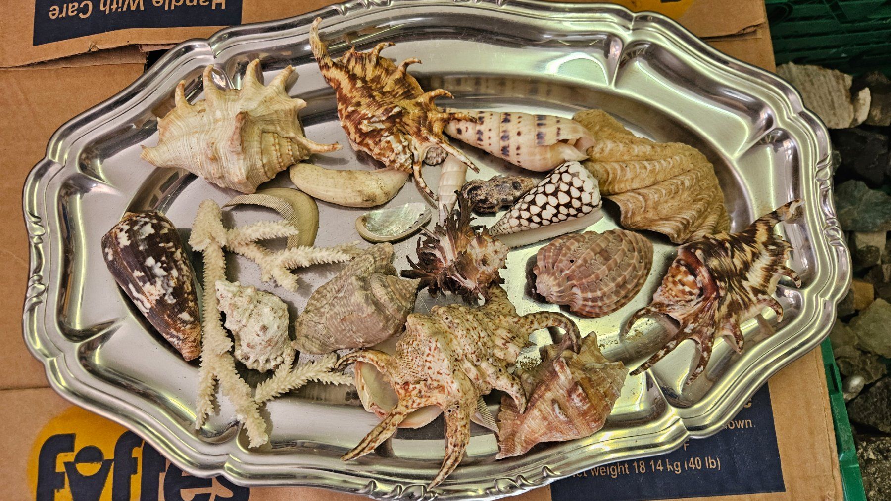 Fossiles: Collezione di conchiglie – D'occasion à Melano par H-Sara