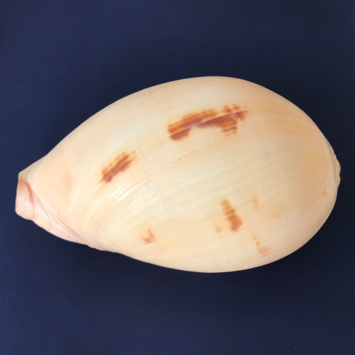 Fossili: Grosse Muschel – Usato da Hauptwil venduto da EfairB 2