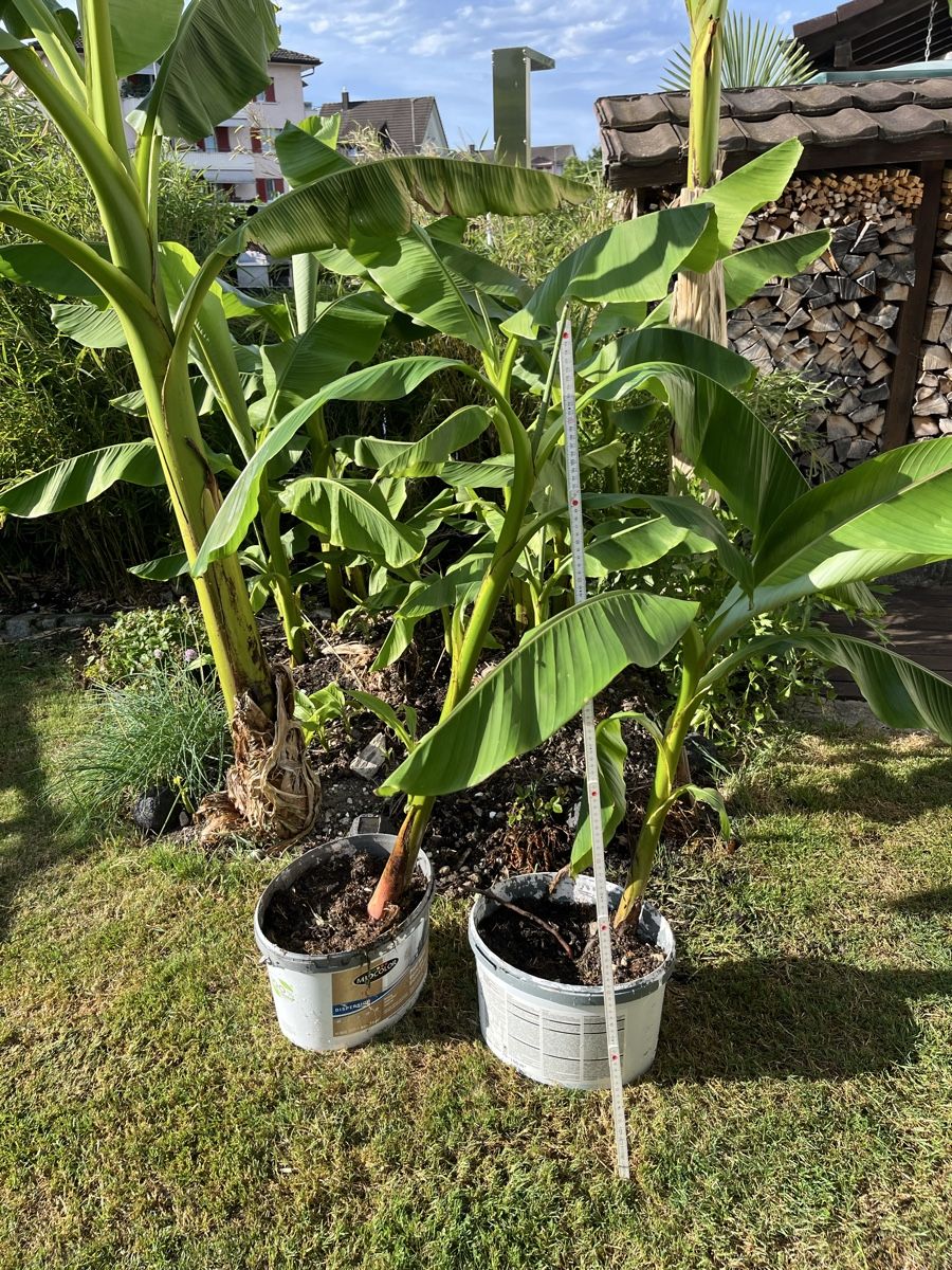 Piante & sementi: Bananenpflanze  – Usato da Rüti ZH venduto da Walti0
