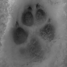 Profile image of Doggenpfote