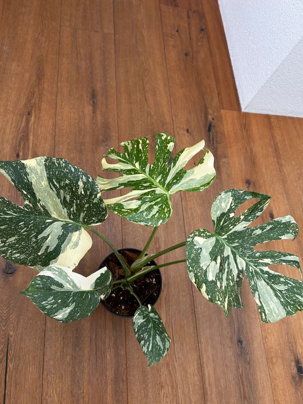 Pflanzen & Samen: Monstera Thai Constellation💚 – Gebraucht aus Wattwil von Mikesplantshop 2
