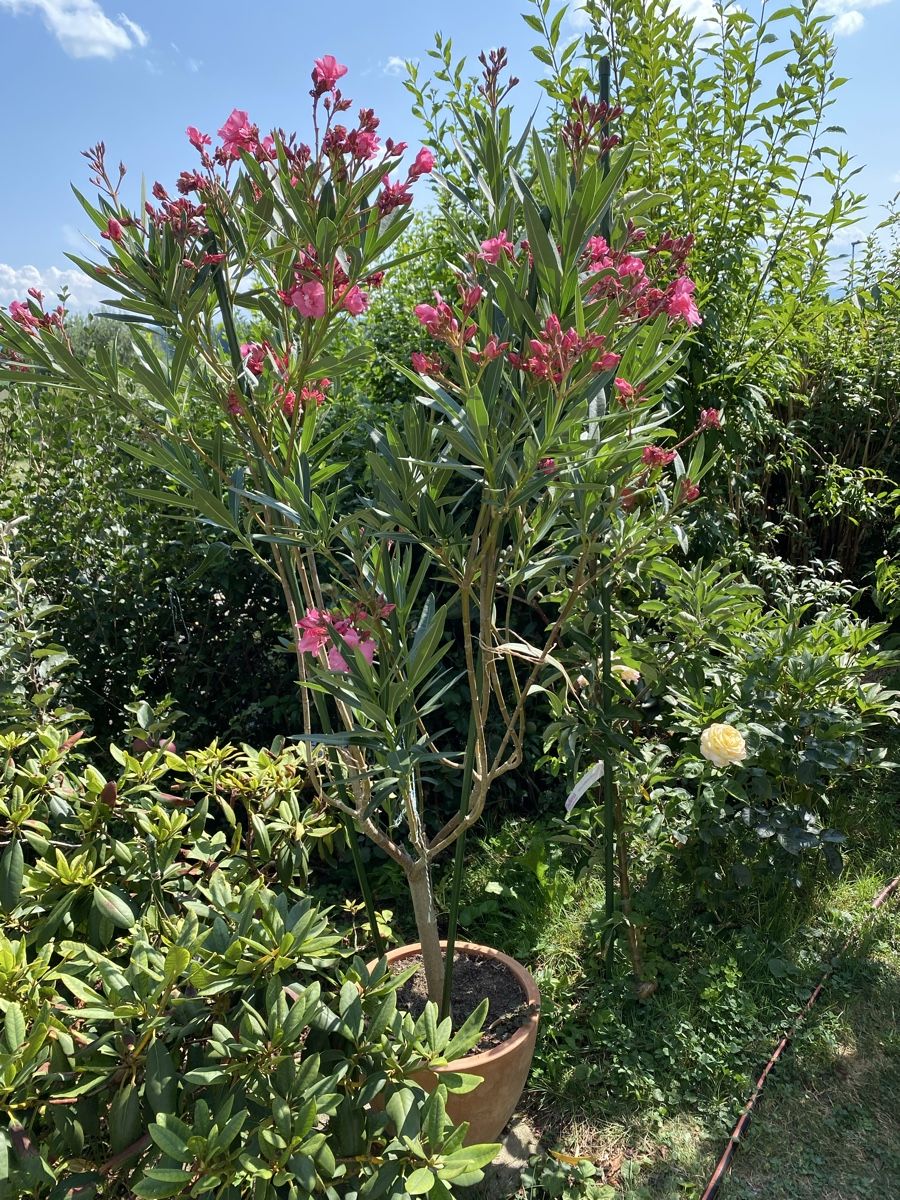 Piante & sementi: Hochstamm-Oleander pink – Usato da Hünenberg venduto da a.u.849