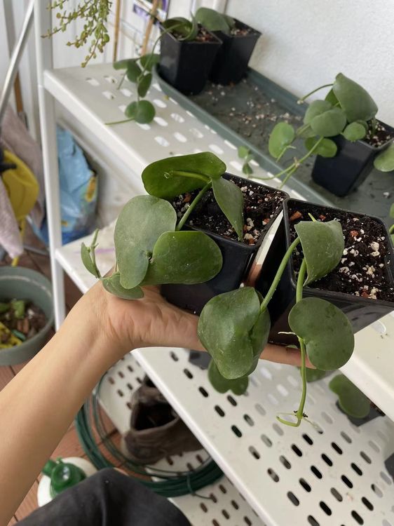 Dischidia platyphylla Kaufen auf Ricardo