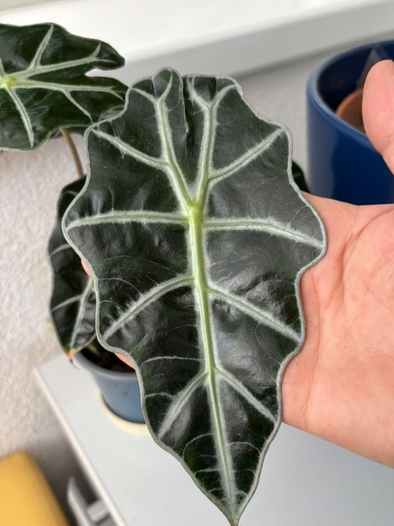 Alocasia in Erde Kaufen auf Ricardo
