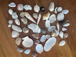 grosses Muschel Set - tolle Dekoration 🐚🐚🐚