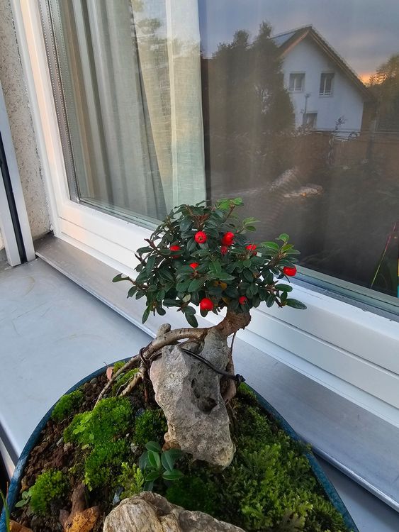 Einzigartige Bonsai Konstellation 1
