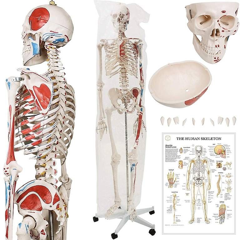 Kit di modellismo & Modellini statici: Menschliches Anatomie Skelett 181.5 cm – Nuovo e nell'imballaggio originale da Baar venduto da Laedeli24-Baar 1