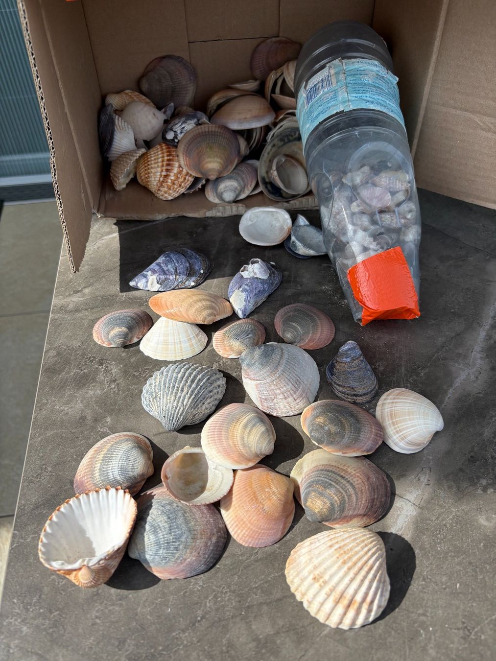 Tutte le decorazioni: Muscheln – Usato da Wauwil venduto da willibilli