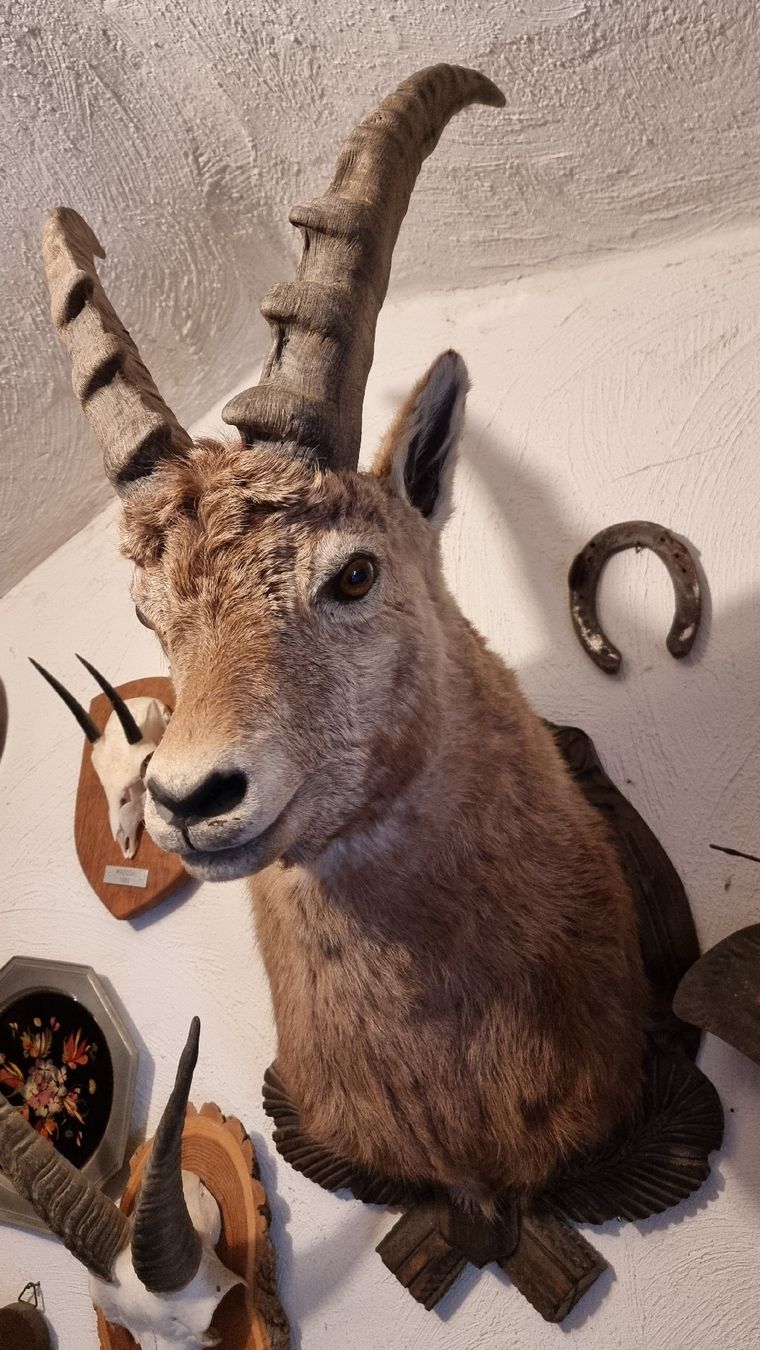 Welt der Tiere: Steinbock – Gebraucht aus Sils im Domleschg von platin01 3