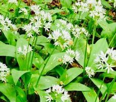 Ab 5.- fr !!! 10 Samen BÄRLAUCH “ALLIUM URSINUM”‪