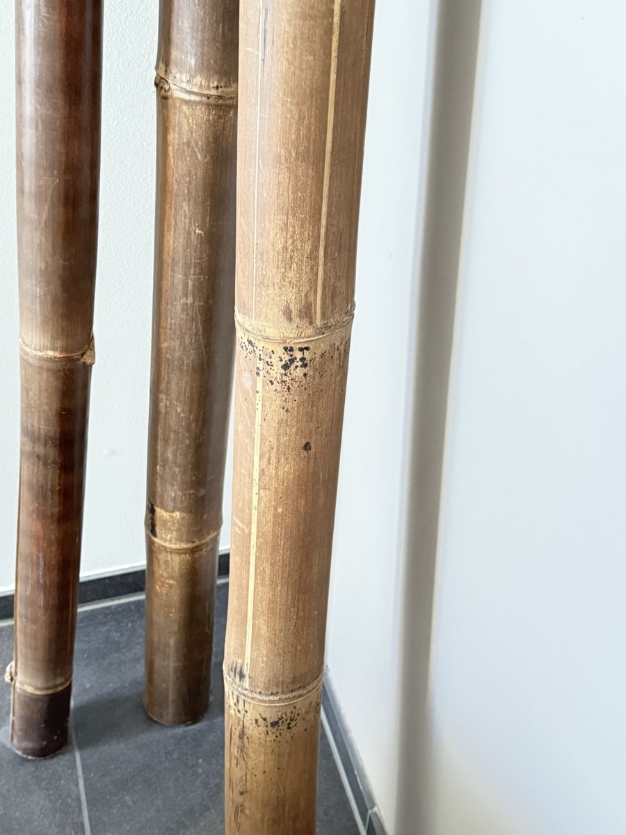 Articoli in legno: 3 Bambusstämme – Usato da Buchs ZH venduto da Automatic007 2