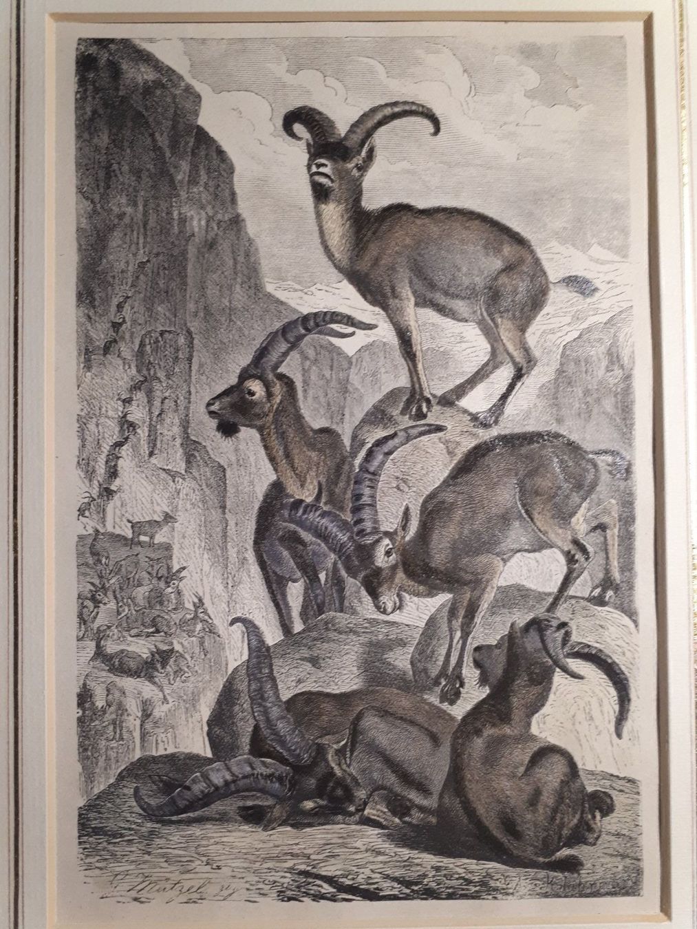 Incisioni: Der Alpensteinbock – Usato da Dietikon venduto da Buchantiqdietikon 1