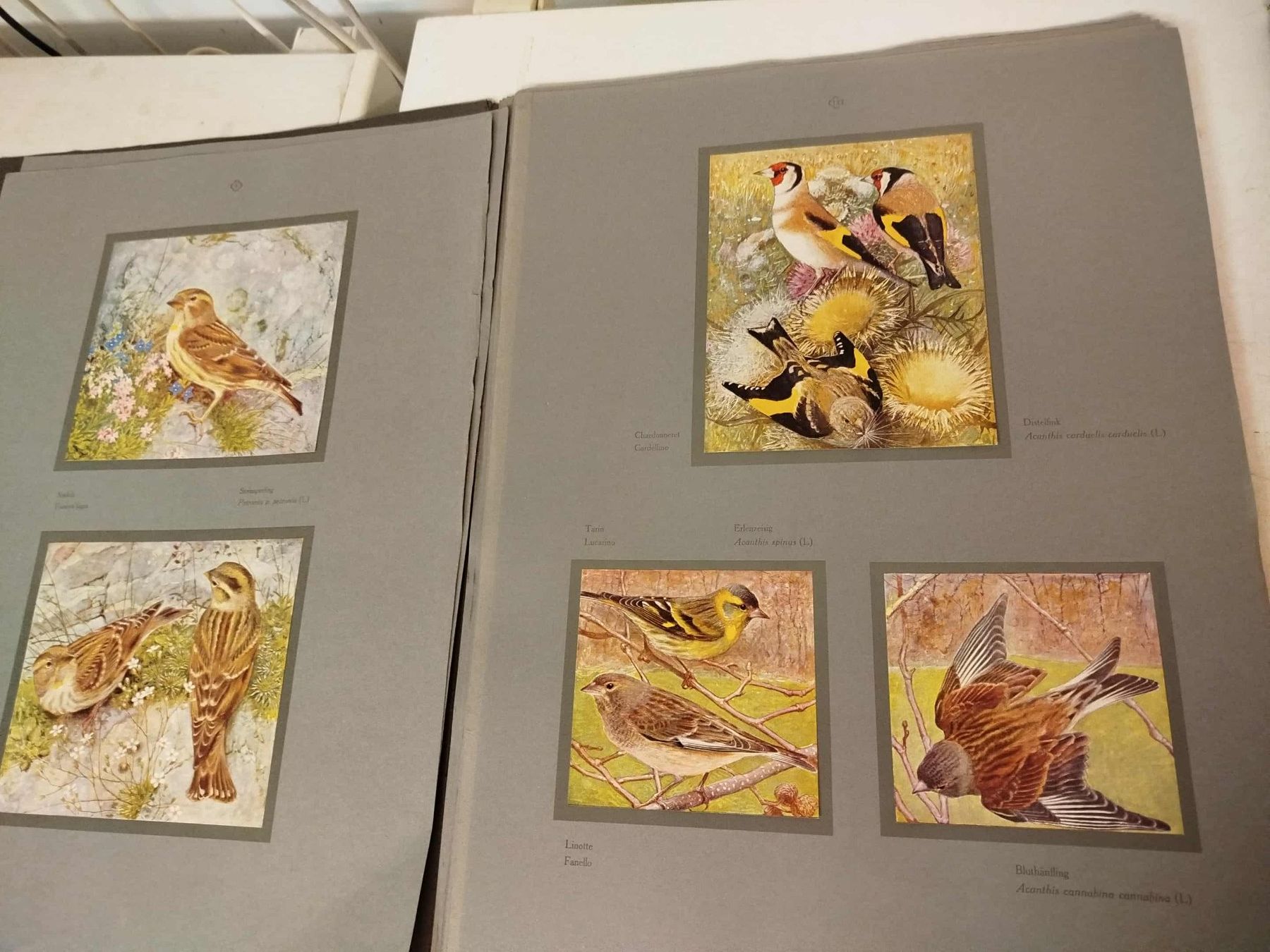 Libri: Catalog " Les Oiseaux de Chez Nous" – Usato da La Chaux-de-Fonds venduto da Emmaus2300CDF 7