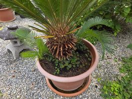 Palmfarn Cycas revoluta - Jungpflanze