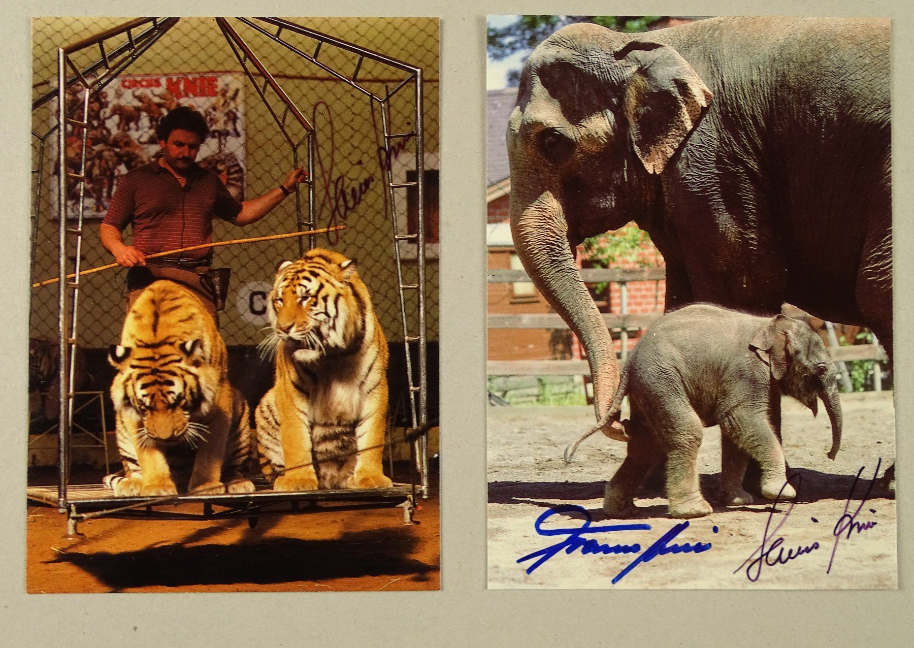 Libri: CIRCUS KNIE: BUCH & 6 KARTEN MIT AUTOGRAMMEN, AUTOGRAPHS – Usato da Grüningen venduto da Kartensammler 6