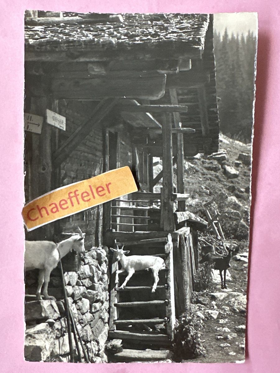 Cartes postales: 3998 Ziegen bei der Alphütte – D'occasion à Zürich par Chaeffeler