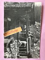 3998 Ziegen bei der Alphütte