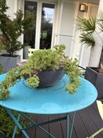 Wacholderbonsai Juniperus 
