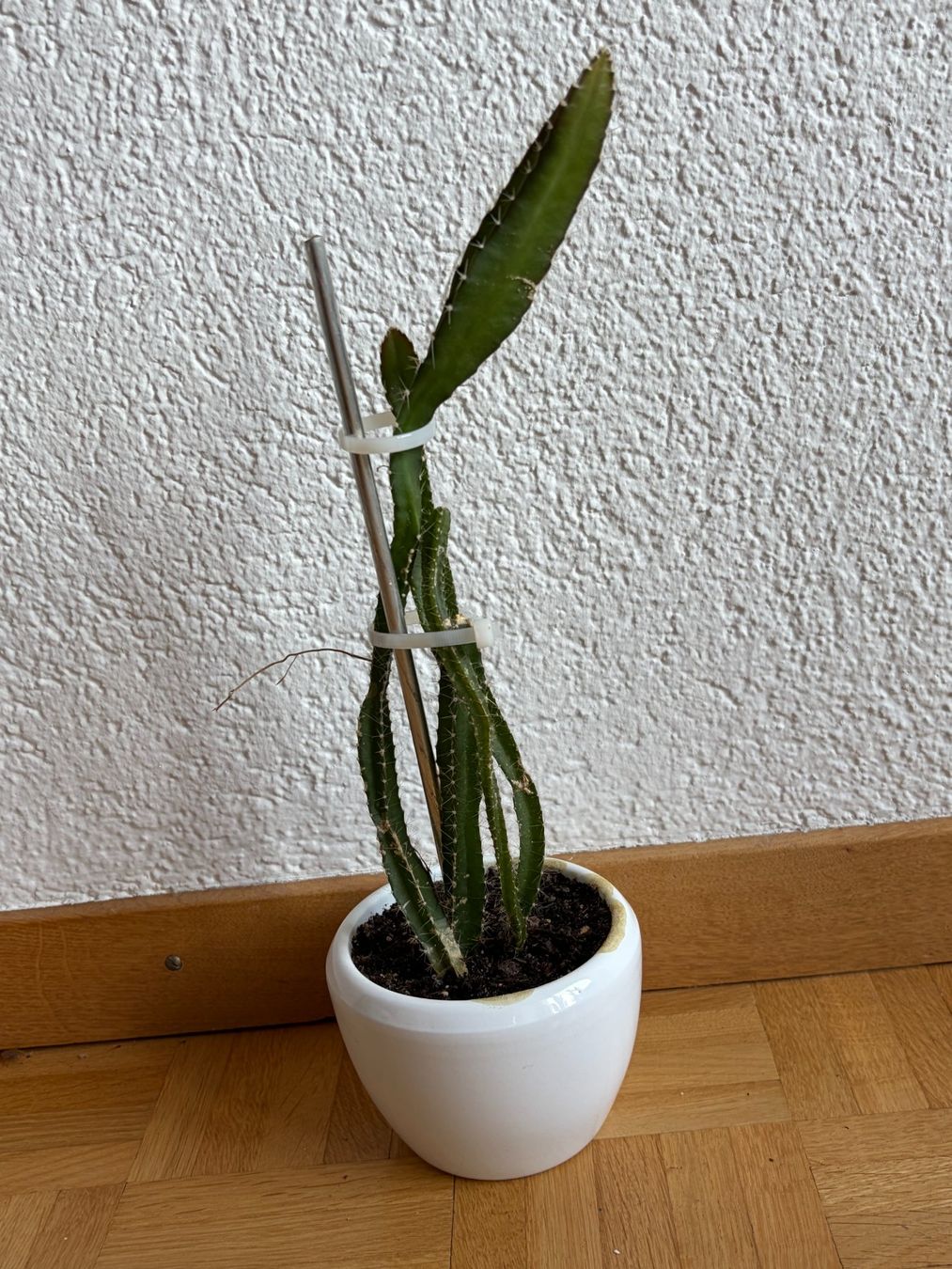 Piante & sementi: Drachenfrucht-Pflanzen, (rotfleischige Drachenfrucht) – Usato da Boll venduto da NRie