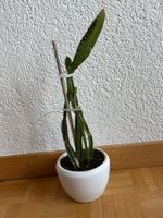 Drachenfrucht-Pflanzen, (rotfleischige Drachenfrucht)
