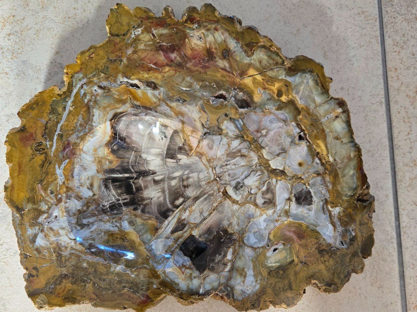 Minerali & Pietre curative: Versteinertes Holz, Aschenbecher – Usato da Chabrey venduto da Horology