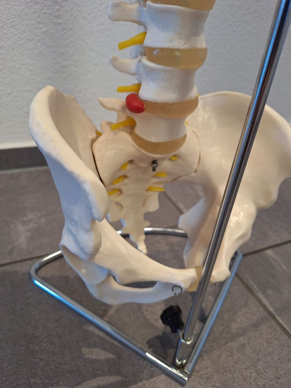 Attrezzature mediche: Flexibles Wirbelsäulenmodell mit Stativ – Nuovo (secondo la descrizione) da Birr venduto da Ghostpower1958 3