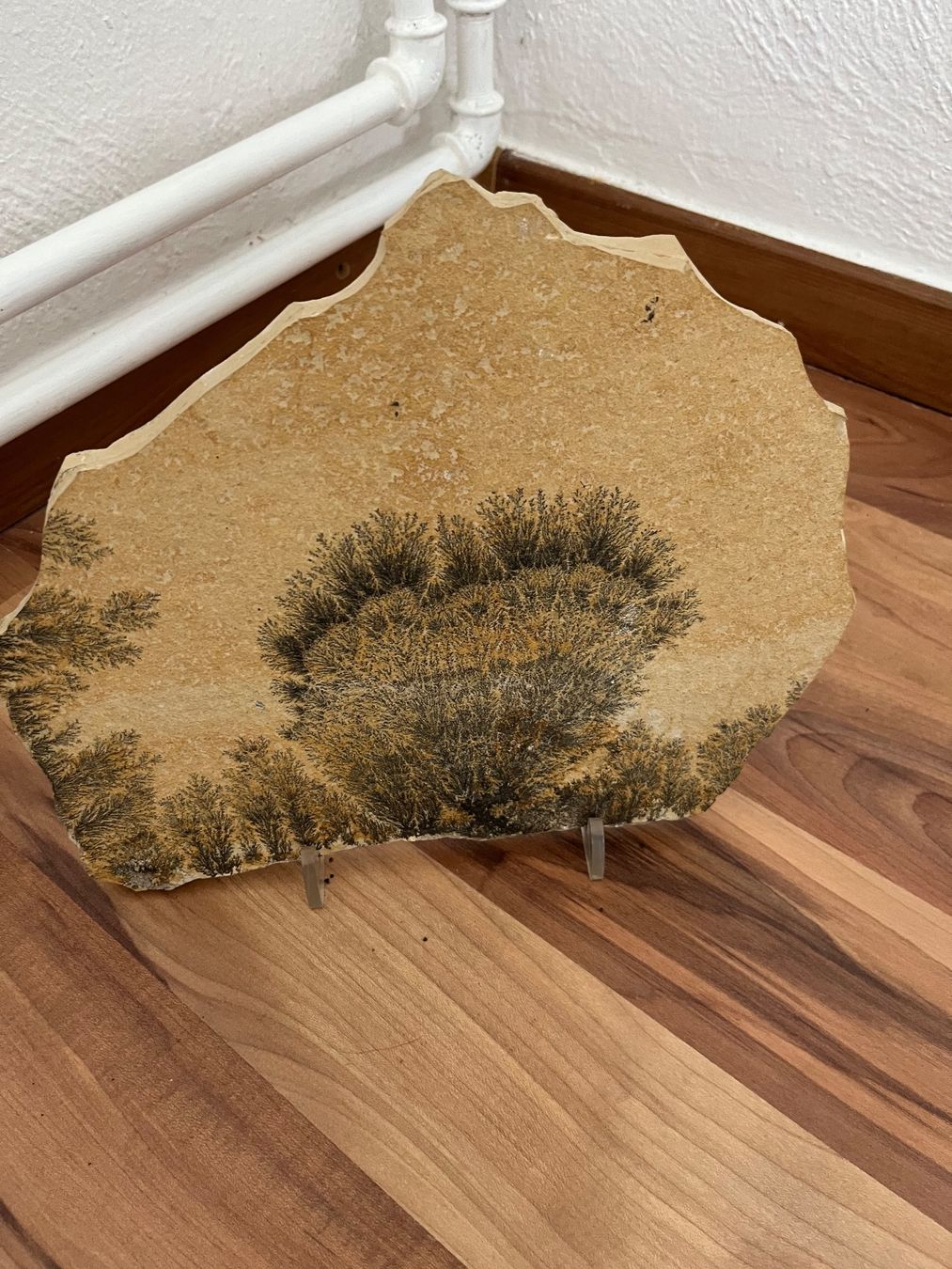 Fossilien: Fossiles Moos auf Matrix – Gebraucht aus Triengen von Wsphinx