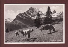 BRAUNWALD-ALP - Kühe - 1936