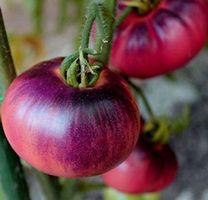 Amethyst Jewel - Fleischtomate  - 30 Samen
