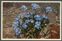 AK color Alpen- Vergissmeinnicht Myosotis © Gyger ≈ 1940