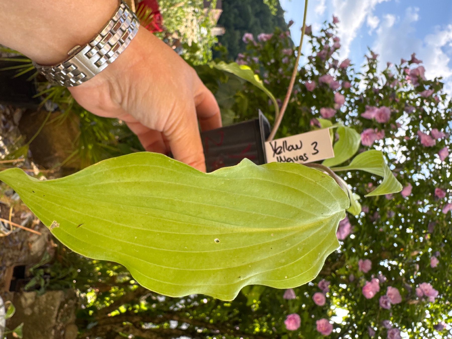 Plantes & graines: Hosta Yellow Waves 3 – D'occasion à Lajoux JU par Briard0 1