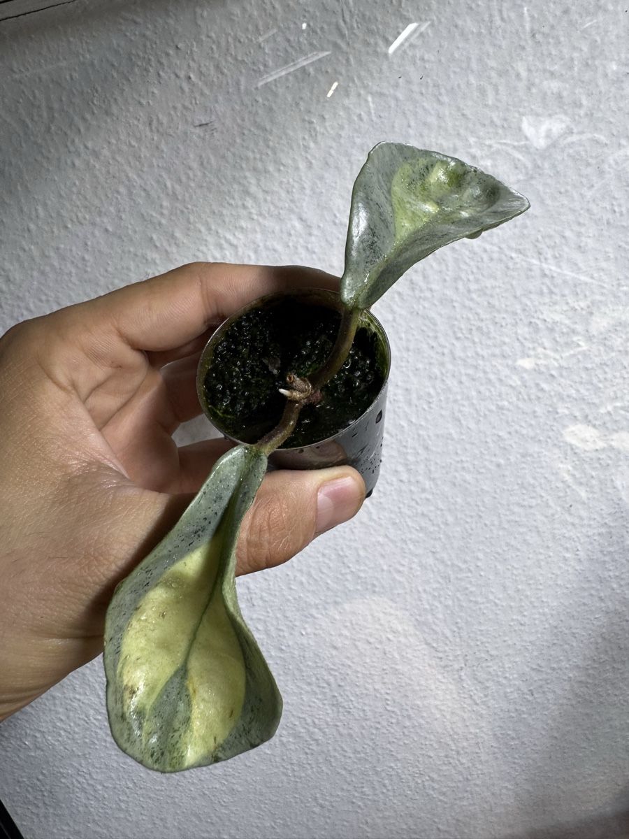 Plantes & graines: Hoya carnosa 'Argentea Princess' – D'occasion à Zürich par thishoyaofmine
