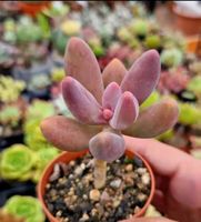 Pachysedum Ganzhou; Pink 🩷