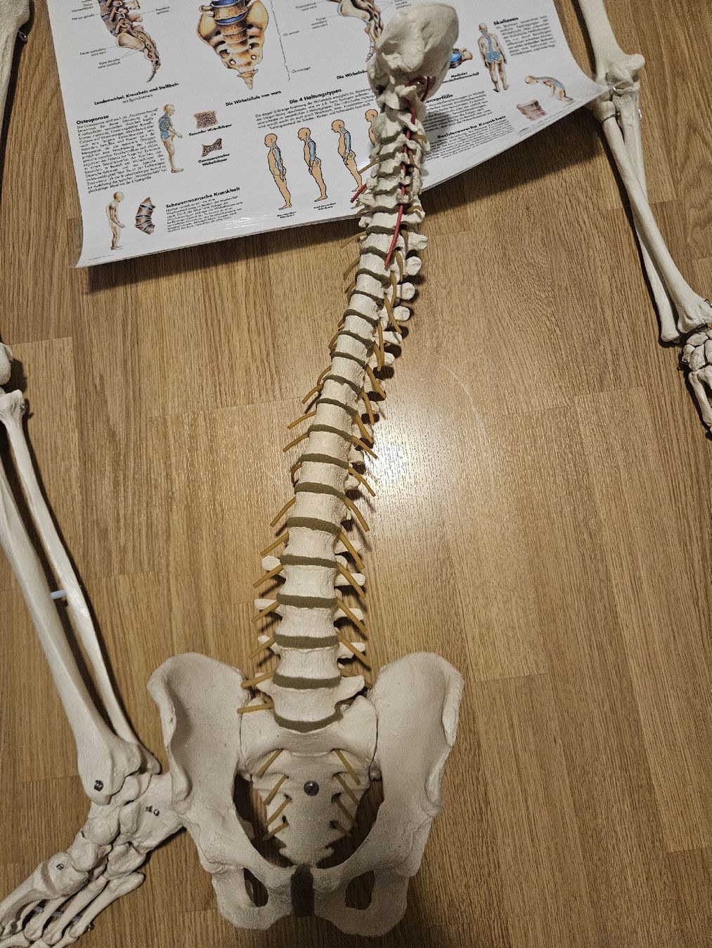 Kit di modellismo & Modellini statici: anatomische skelett teile – Usato da Thörishaus venduto da rose1991 2