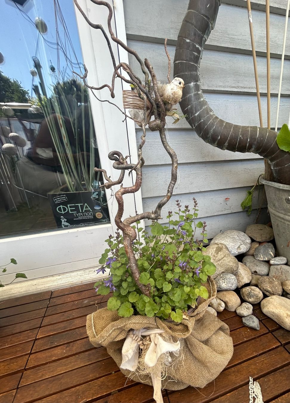 Piante & sementi: Winterharte Campanula dekoriert – Usato da Frauenfeld venduto da Irene.Schuppli 5