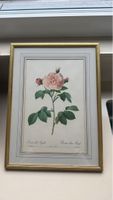 Botanischer Druck Rosa alba Regalis Goldrahmen