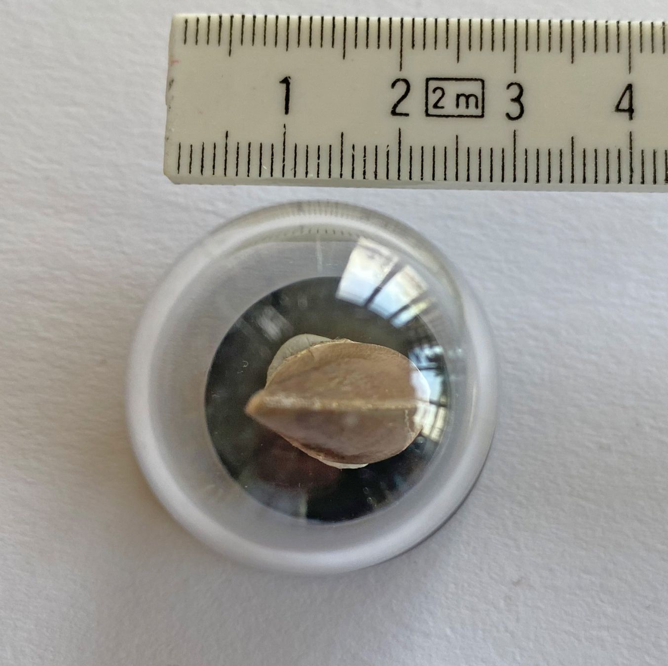 Fossili: Zahn eines Mosasauriers auf Sockel – Usato da Bern venduto da christianz02 2