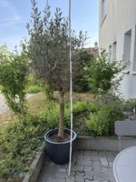 Olivenbaum im Topf, ca. 160cm, guter Zustand