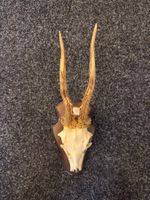 Rehbock Geweih auf Holzschild