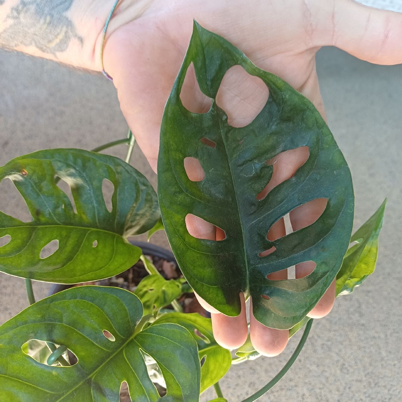 Piante & sementi: Monstera adansonii - monky face – Nuovo (secondo la descrizione) da Paradiso venduto da ind_g2xf 2