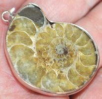 Anhänger L-4391 – Ammonit Fossil mittelgross AA
