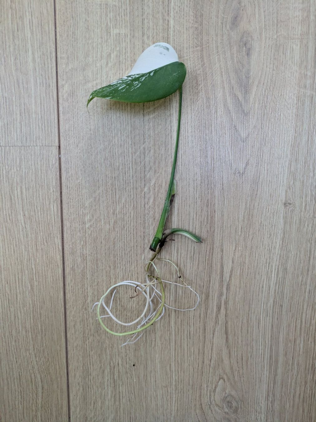 Piante & sementi: Schöne Monstera Variegata Steckling - Rare – Usato da Winkel venduto da Kade50 2