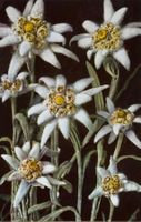 E. Gyger, Adelboden - Flora, Edelweiss