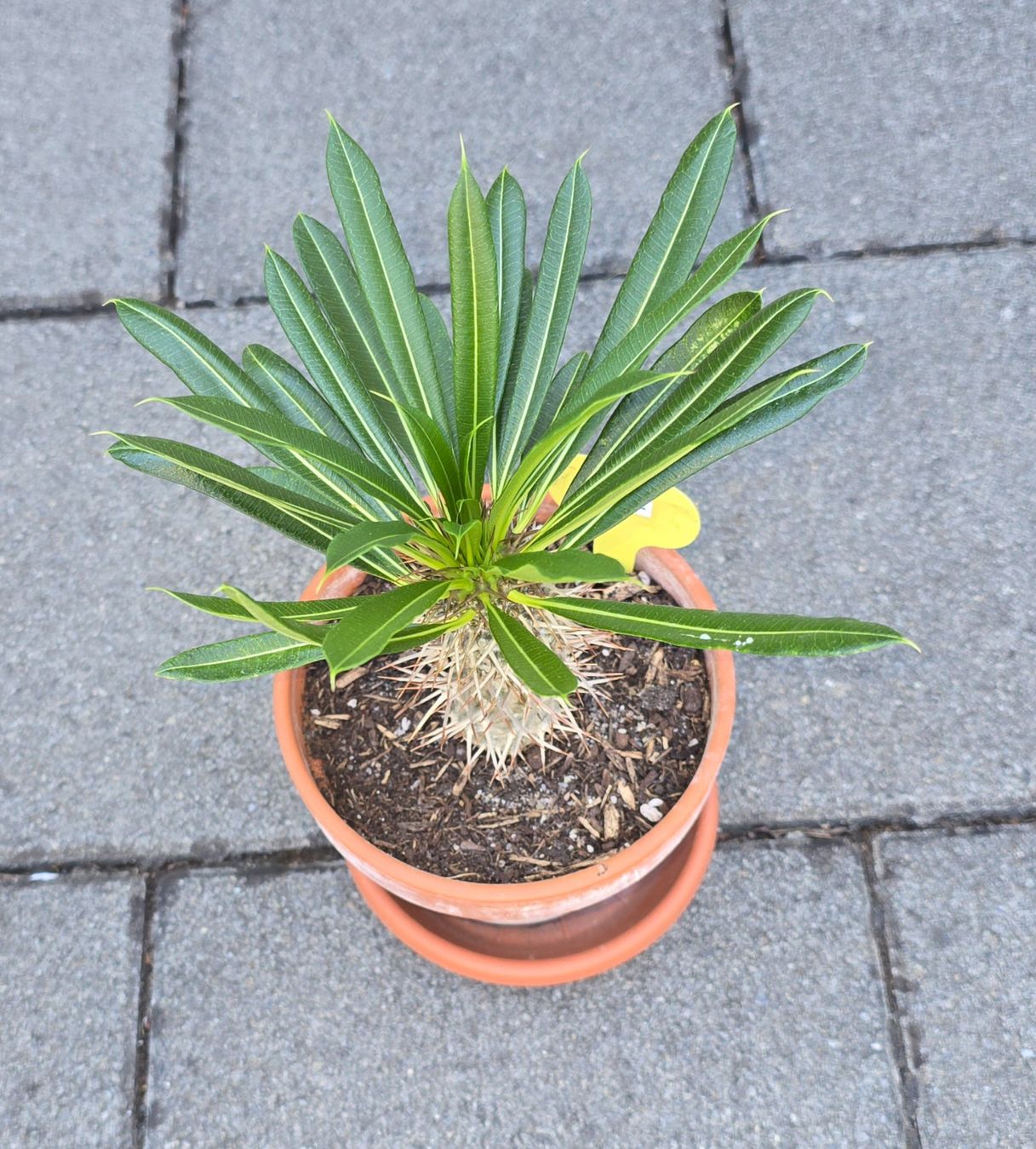 Plantes & graines: Madagaskar Palme – D'occasion à Aarburg par Glitzerschein 2