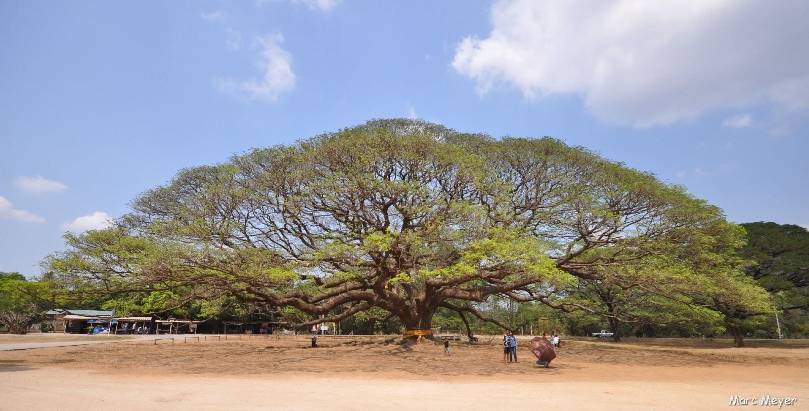 Piante & sementi: Arbre à pluie saman RARE 20g – Nuovo (secondo la descrizione) da Bremblens venduto da FIBONACCI369 1