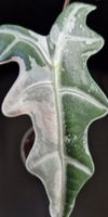 🤩Alocasia Nobilis Pink Variegata K-Version Rhizom 