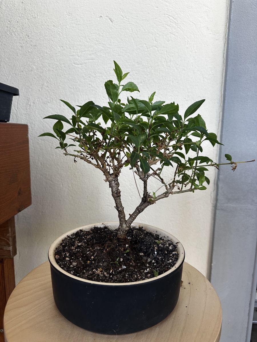 Piante & sementi: 5-jährige Forsythie Bonsai – Usato da Wohlen AG venduto da tim2026