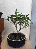 5-jährige Forsythie Bonsai