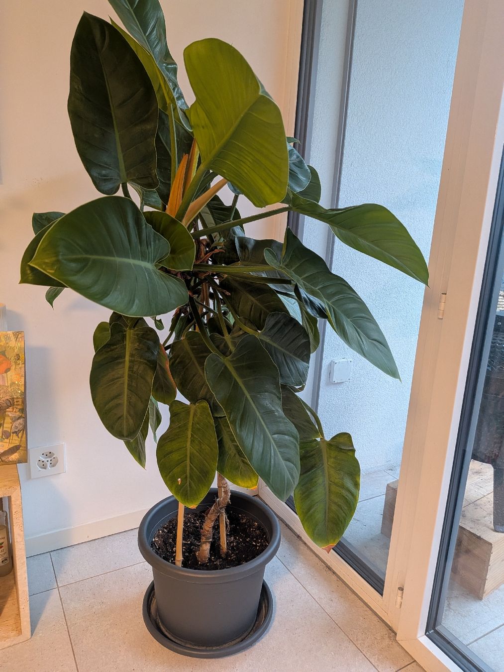 Piante & sementi: Philodendron imperial green XXL – Nuovo (secondo la descrizione) da Lausanne venduto da MA1004 2