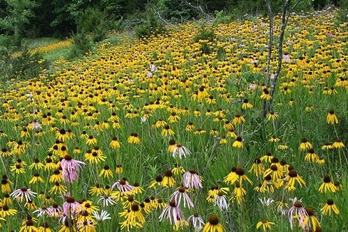 Pflanzen & Samen: 50 Samen ECHINACEA PARADOXA Ozark Echinacea – Neu (gemäss Beschreibung) aus Ehrendingen von VerveinaSamen 4